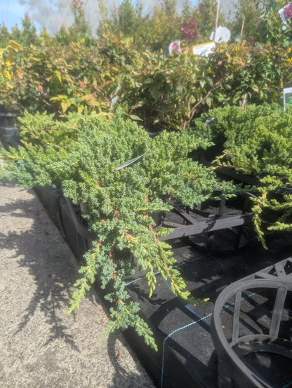 Juniperus squamata prostrata