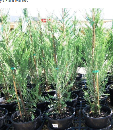Juniperus virginiana Skyrocket