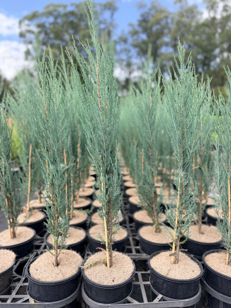 Juniperus virginiana Skyrocket