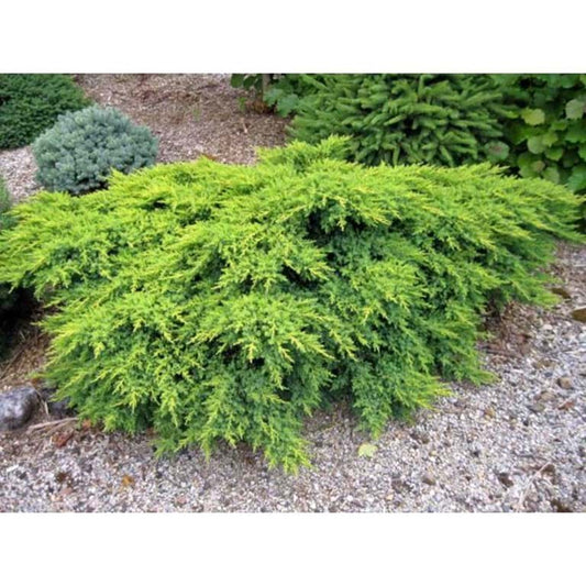 Juniperus x media Daubs Frosted