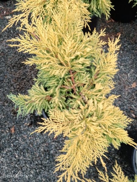 Juniperus x media Evergold