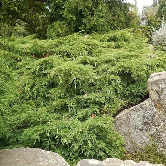 Juniperus x media Gold Coast
