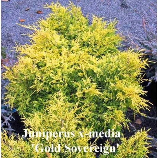 Juniperus x media Gold Sovereign