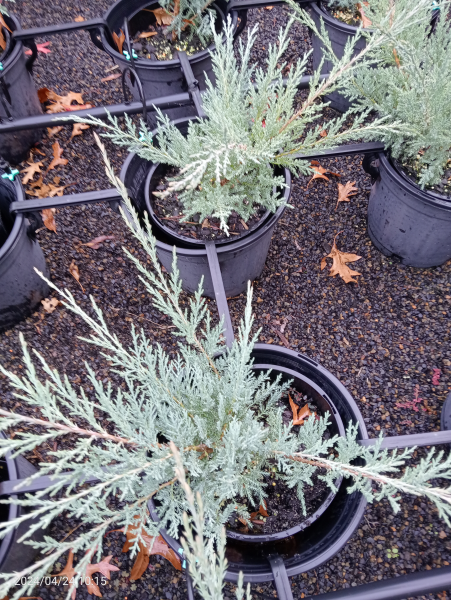 Juniperus x media Hetzii
