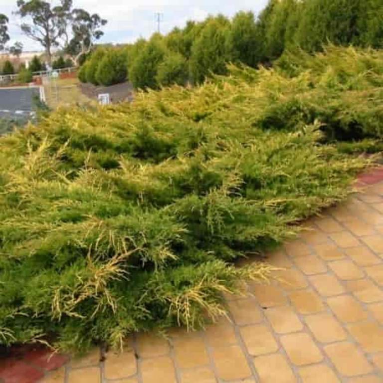 Juniperus x media Old Gold
