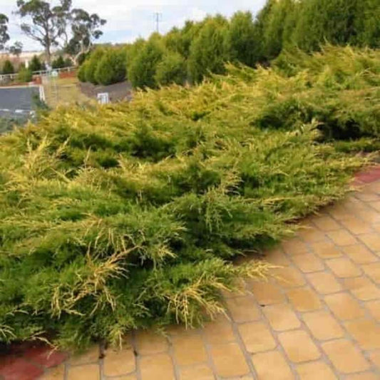 Juniperus x media Old Gold