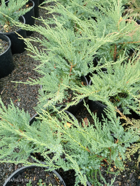 Juniperus x media Pfitzeriana
