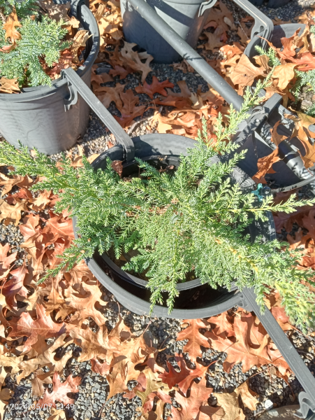 Juniperus x media Pfitzeriana Compacta