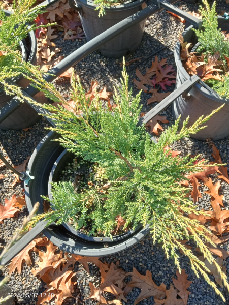 Juniperus x media Pfitzeriana aurea