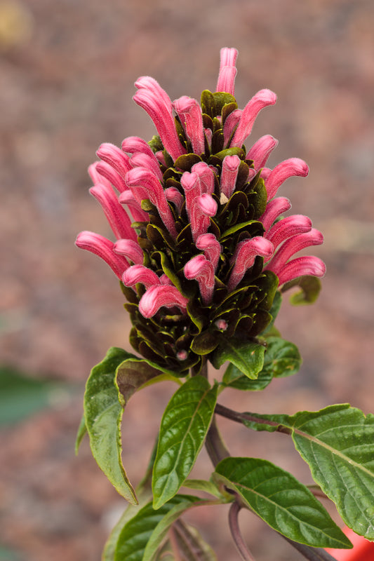 Justicia carnea