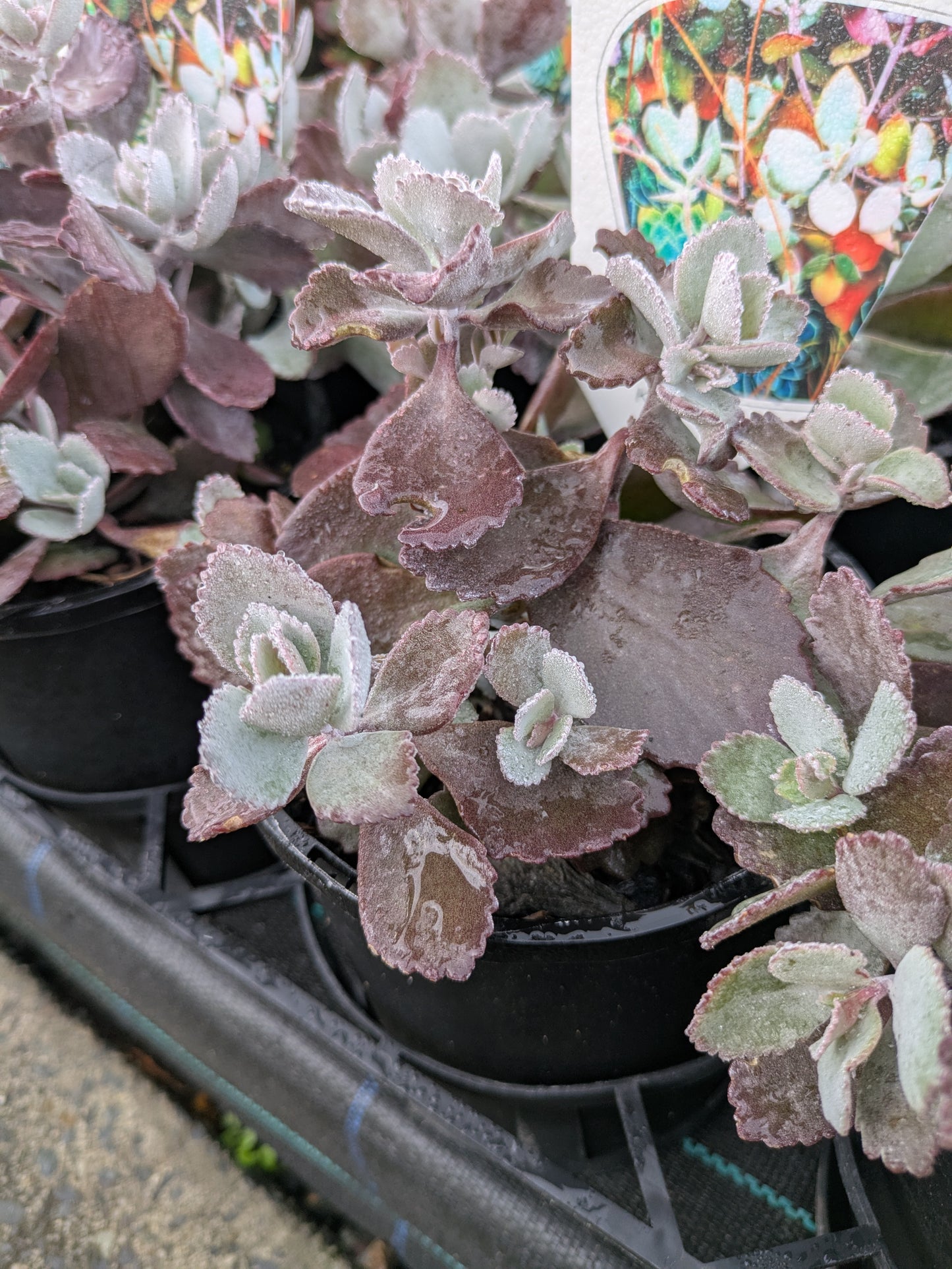 Kalanchoe Quicksilver