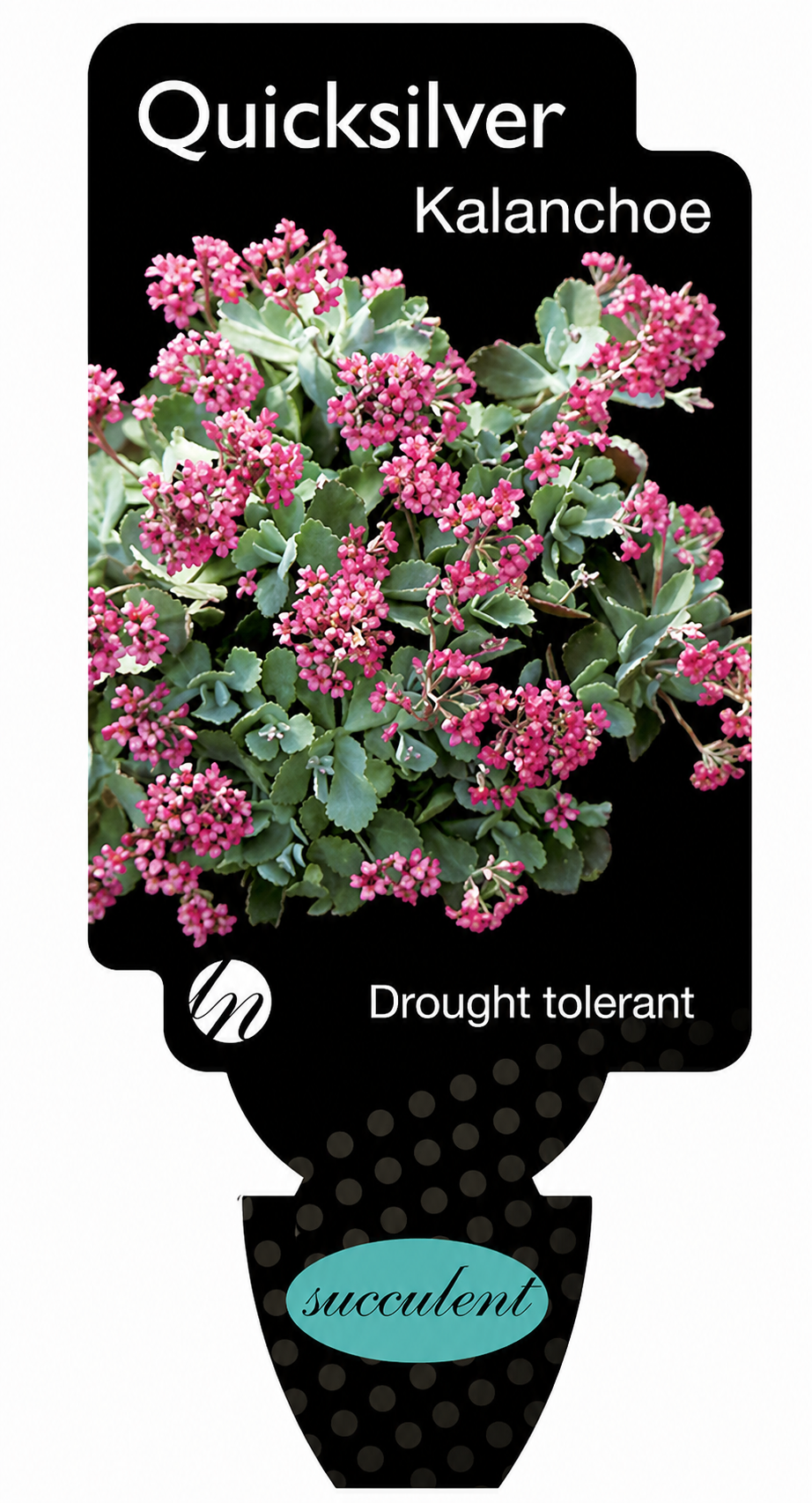the plant broker