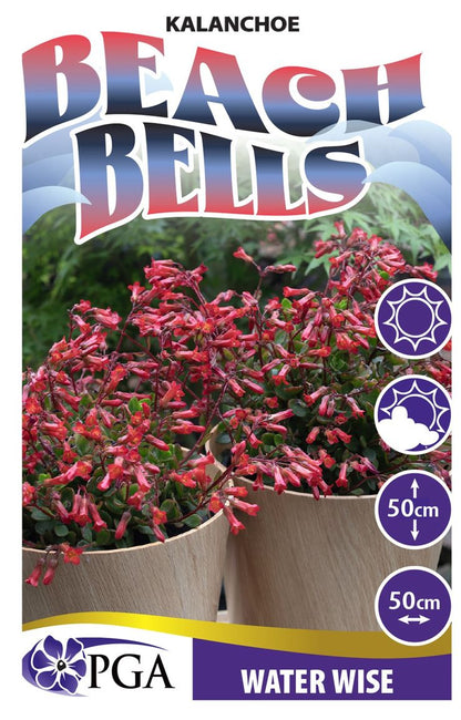 Kalanchoe ‘Beach Bells’