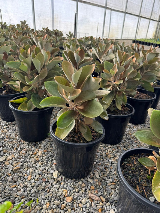 Kalanchoe orgyalis 'Copper Spoons'