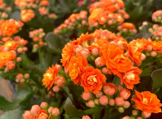 Kalanchoe spp. Orange