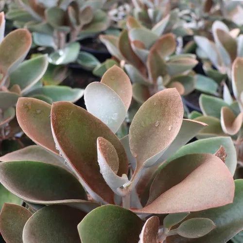 the plant broker
