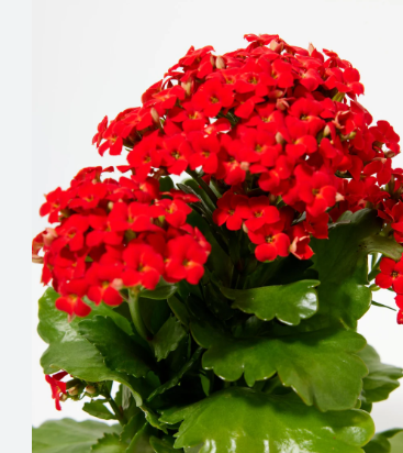 Kalanchoe spp. Red