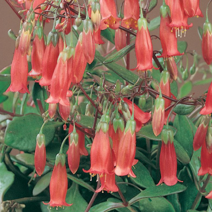 Kalanchoe spp. Trailing