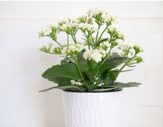 Kalanchoe spp. White