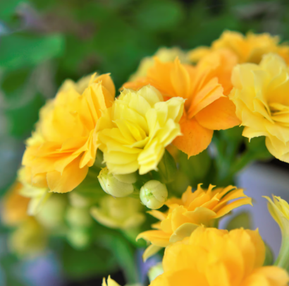 Kalanchoe spp. Yellow