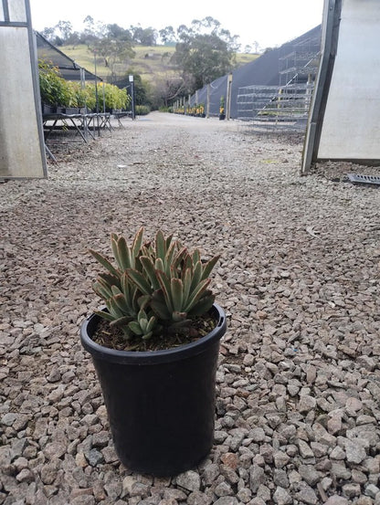 Kalanchoe tomentosa