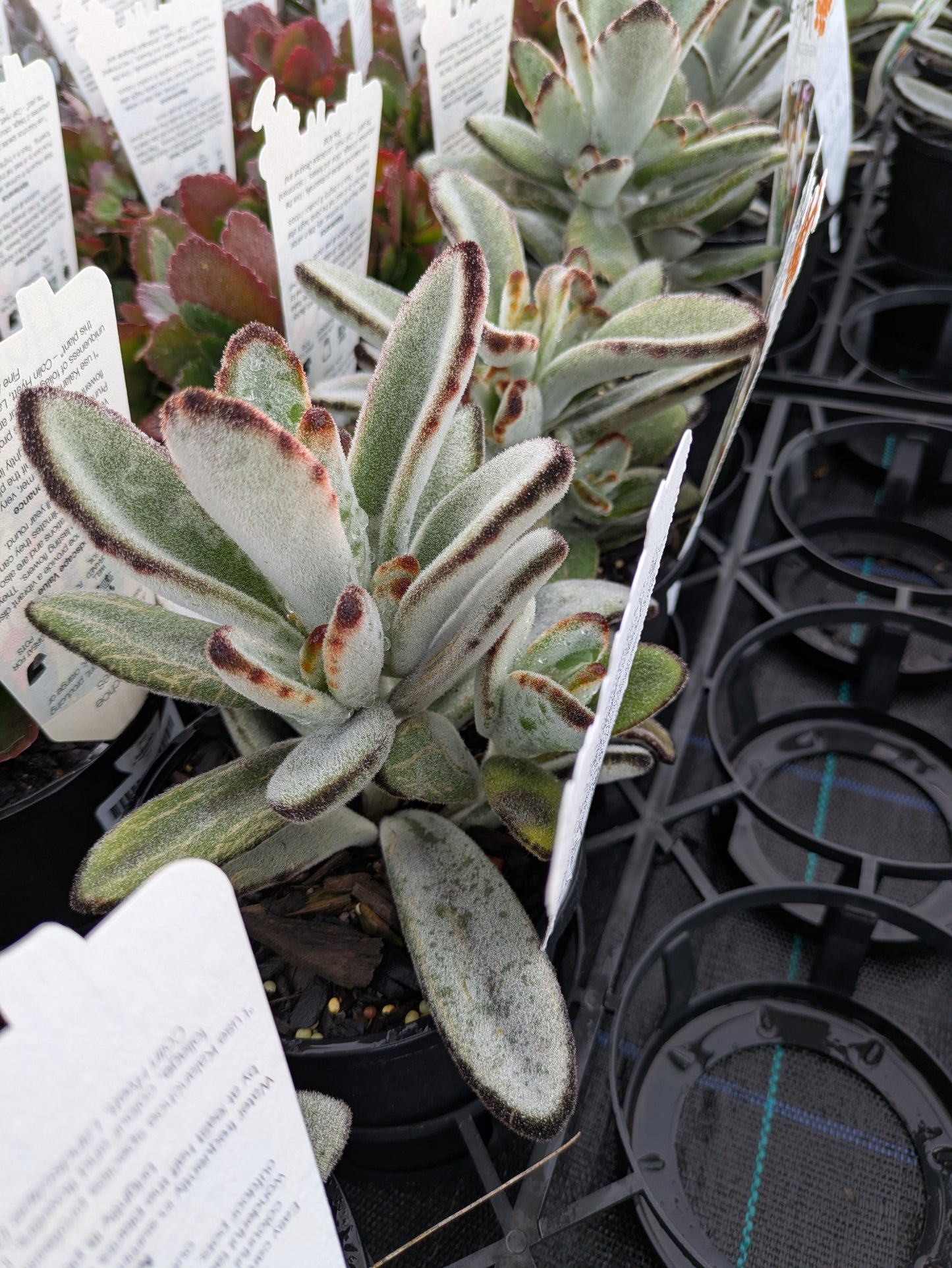 Kalanchoe tomentosa