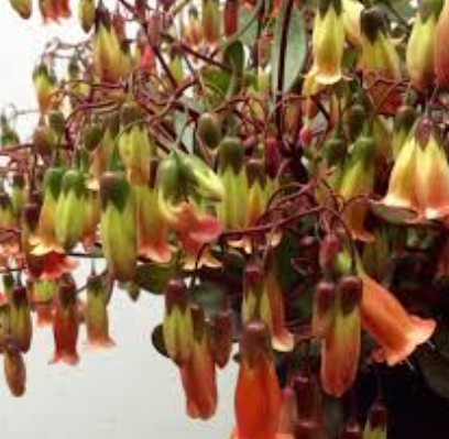 Kalanchoe Cascading Bells