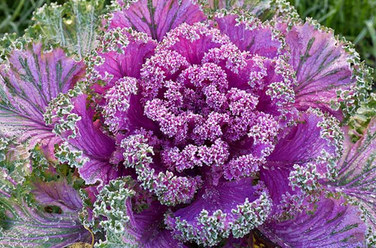 Kale - Ornamental Curly Purple