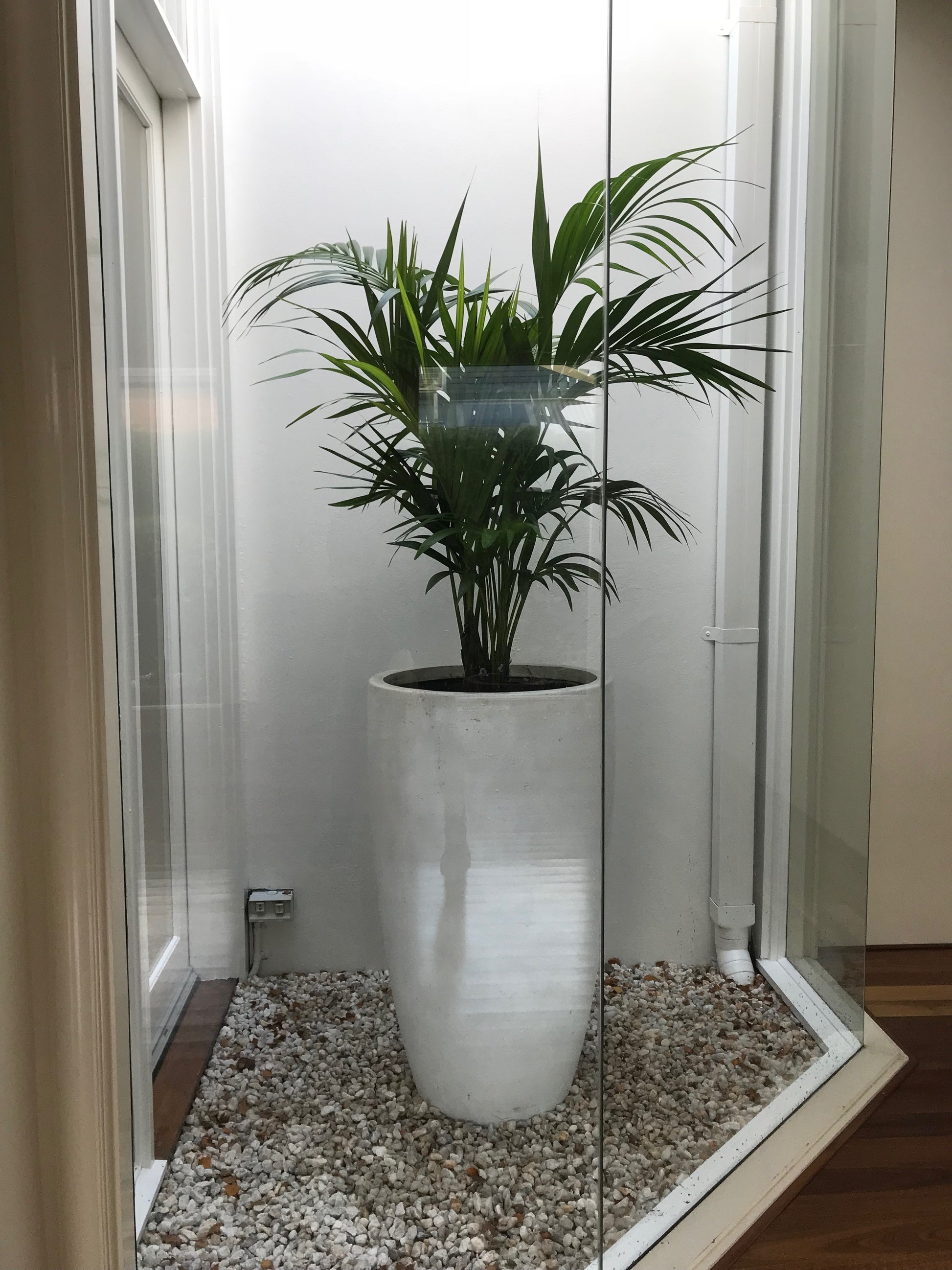 builders warehouse indoor plants Howea forsteriana – The Plant Broker