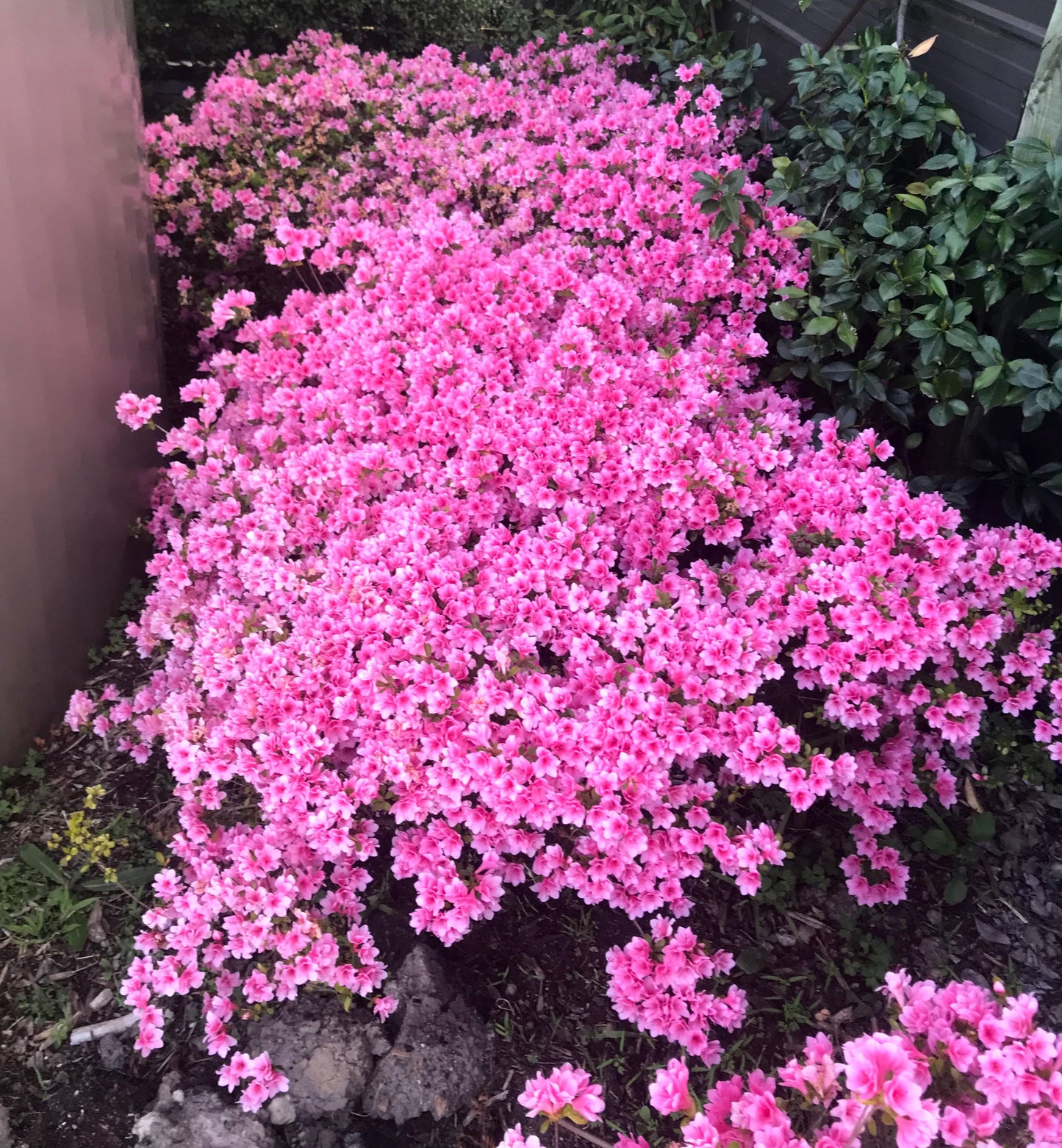 Azalea kurume Kirin