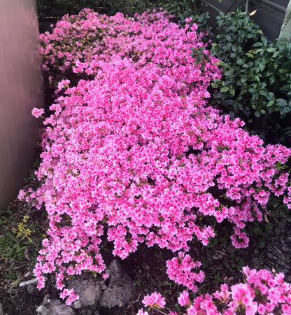 Azalea kurume Kirin