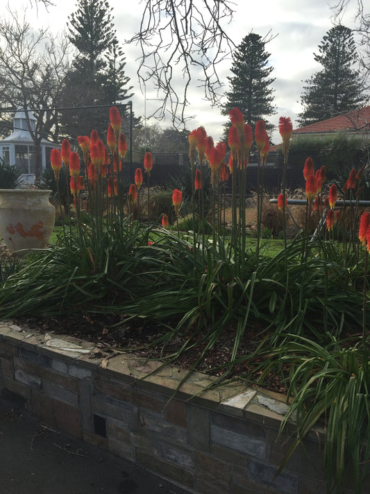 Kniphofia uvaria