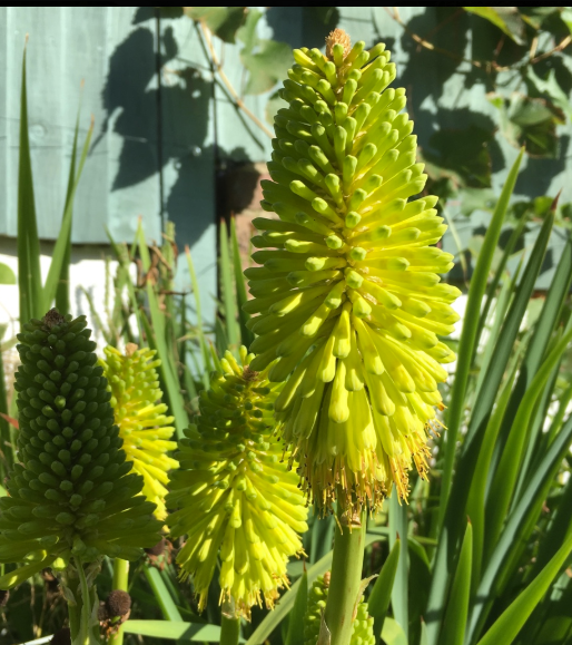 Kniphofia Limelight