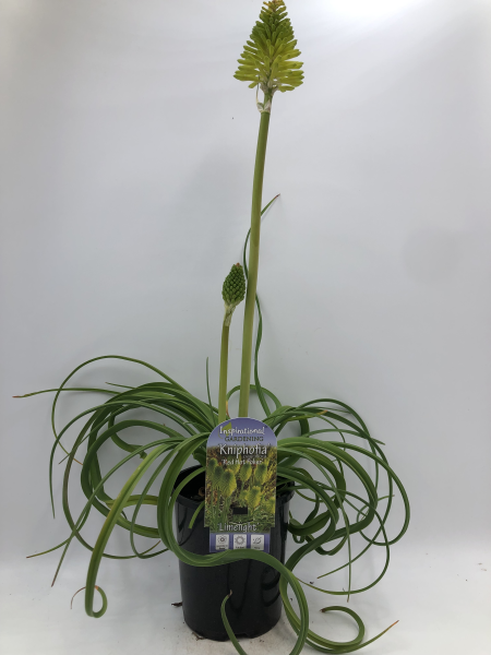 Kniphofia Limelight