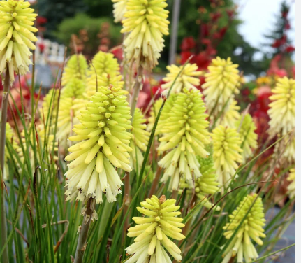 Kniphofia Poco™ Citron