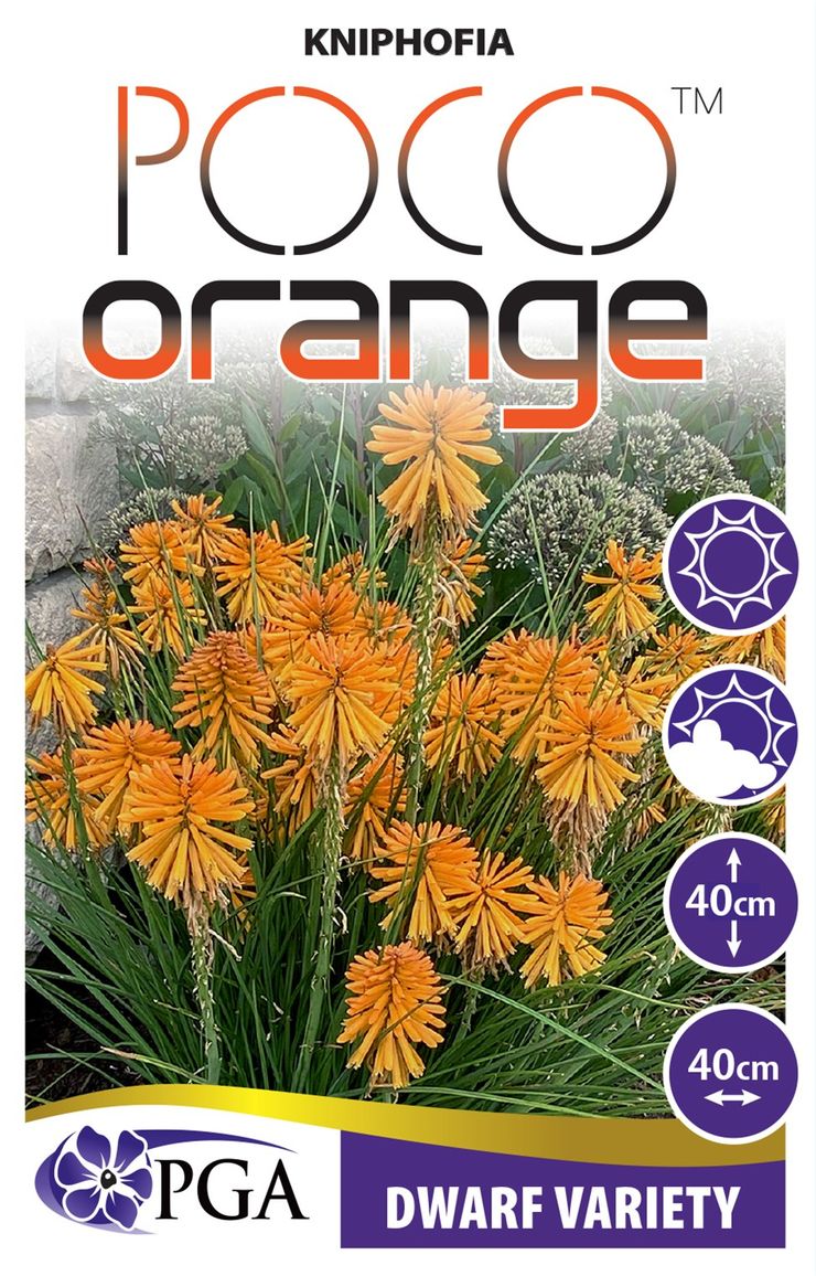 Kniphofia Poco™ ‘Orange’
