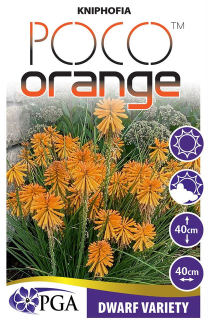 Kniphofia Poco™ ‘Orange’