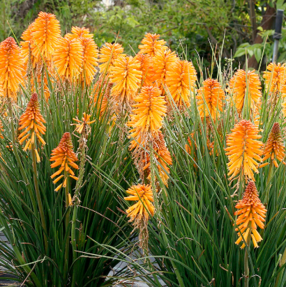 Kniphofia Poco™ Orange