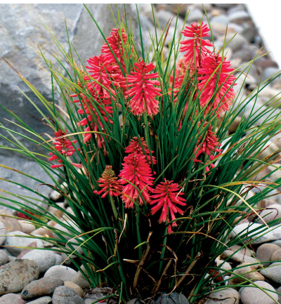 Kniphofia Poco™ Red