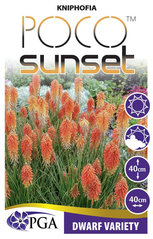 Kniphofia Poco™ Sunset