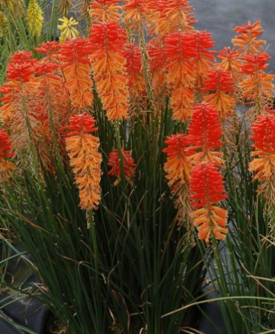 Kniphofia Poco™ Sunset