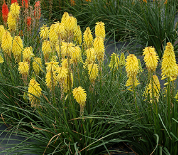 Kniphofia Poco™ Yellow