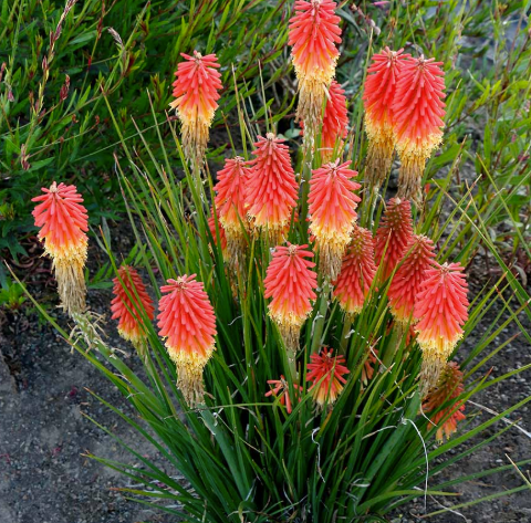 Kniphofia Rocket Jnr.