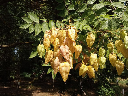 Koelreuteria paniculata