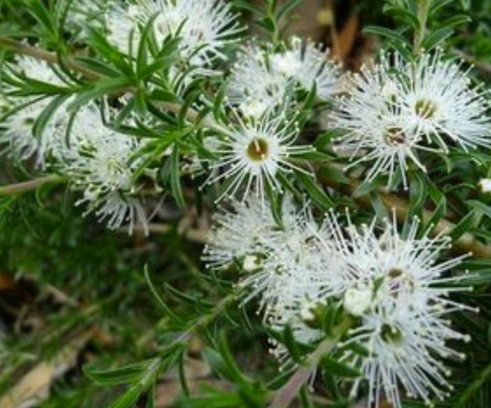 Kunzea ambigua prostrate