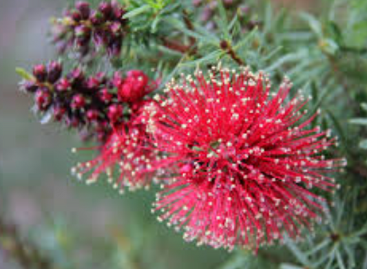 Kunzea baxteri nana Mandys Surprise