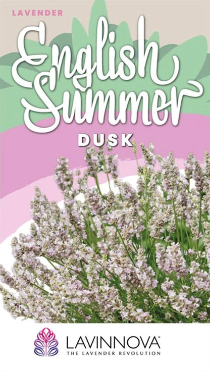 LAVINNOVA® Lavender ‘English Summer Dusk’