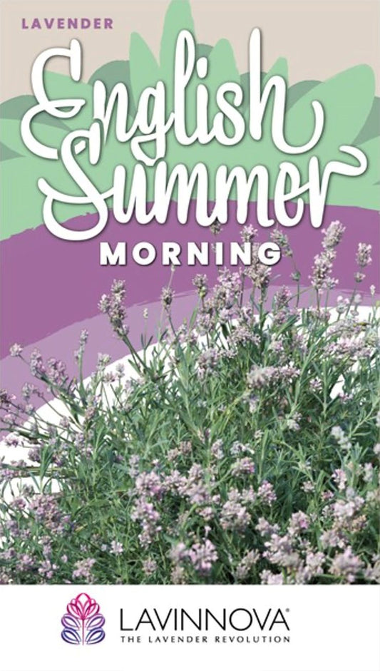 LAVINNOVA® Lavender ‘English Summer Morning’