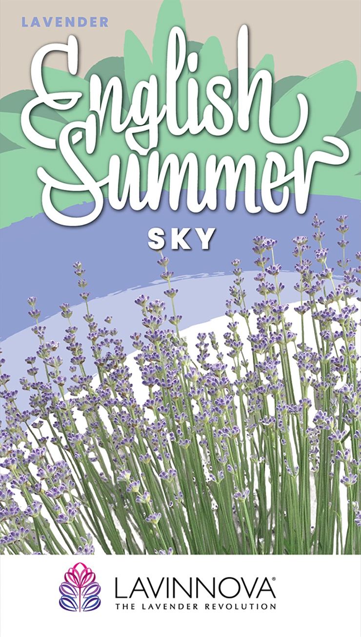 LAVINNOVA® Lavender ‘English Summer Sky’
