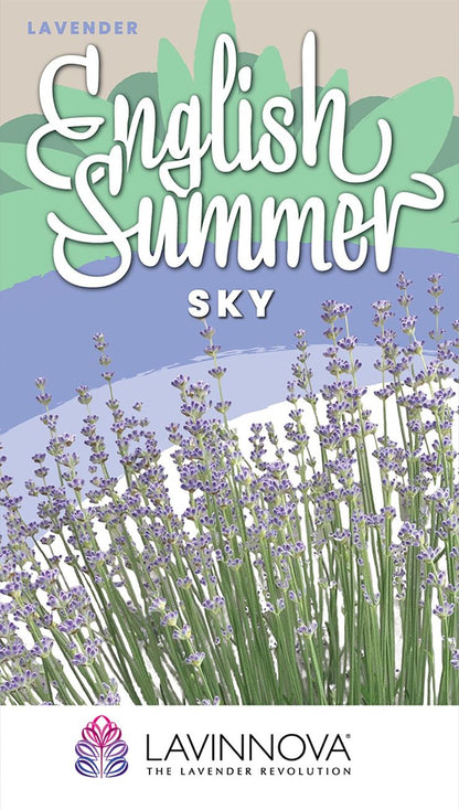 LAVINNOVA® Lavender ‘English Summer Sky’